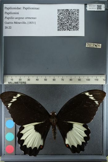 Media type: image;   Entomology 176710